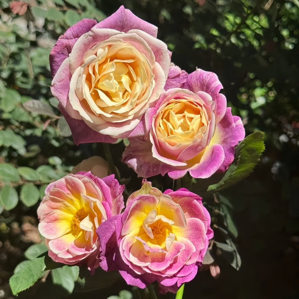 Diablesse de Mers Rose Plant|恶魔的海洋 image 6