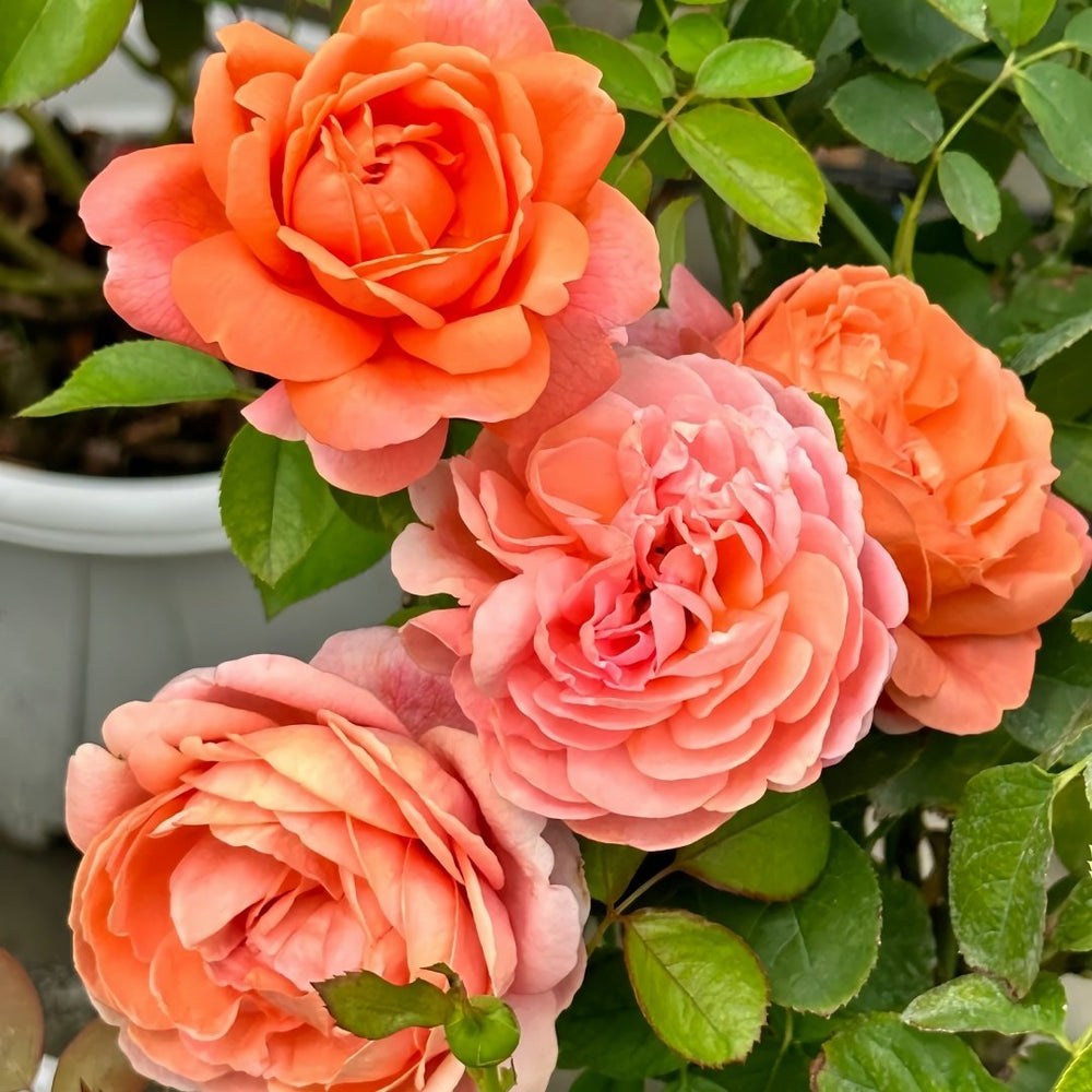 Yuge Rose Plant｜渔歌 image 8