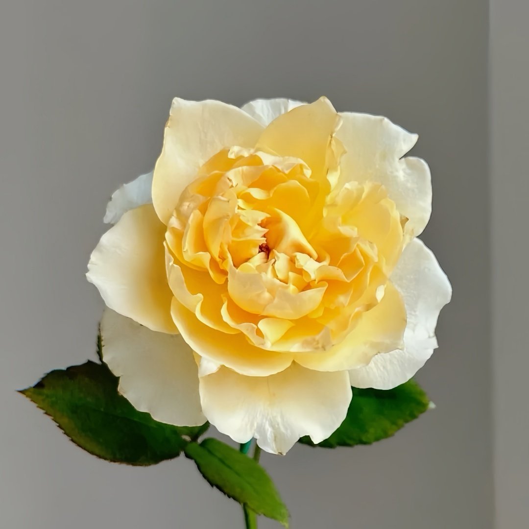 Shreuk Rose Plant|日出 image 4
