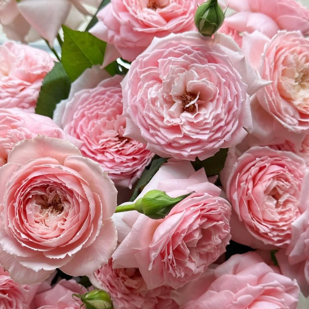 Princess Hitomi Rose Plant｜仁美公主 image 12