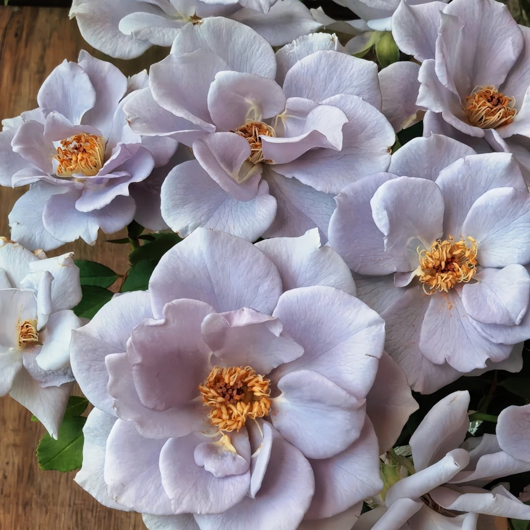 Turn Blue Rose Plant|转蓝 image 1