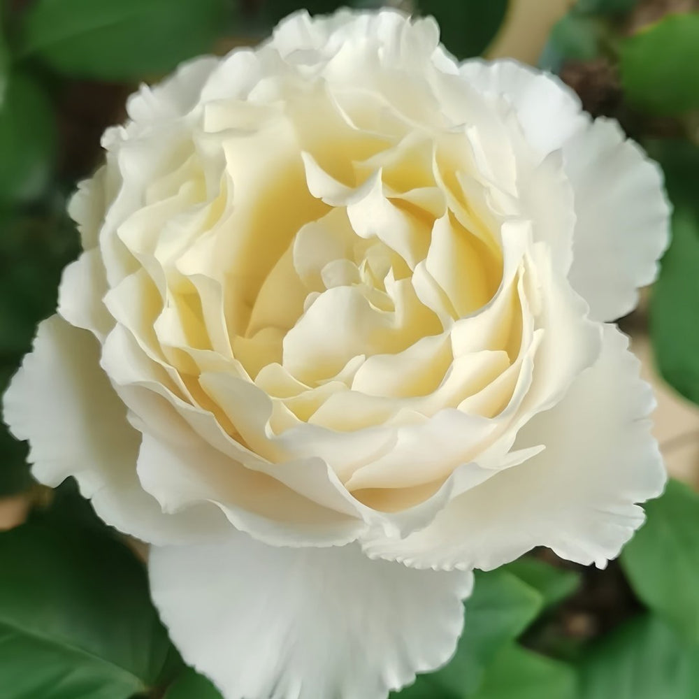 Blanche Neige Rose Plant｜伊芙白雪公主 image 8