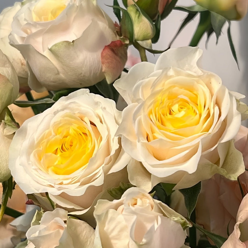 Teresa Rose Gulya Rose Plant｜特蕾莎 image 6