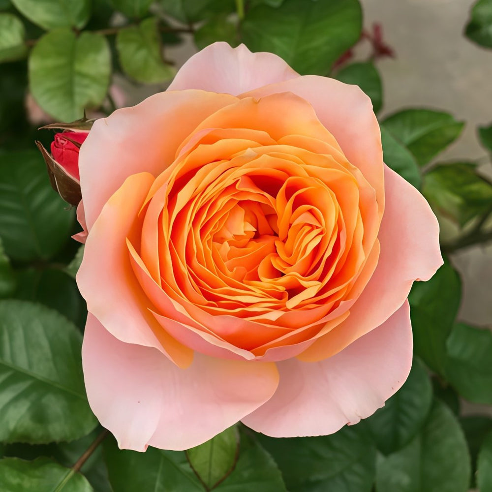 Vuvuzela Rose Plant|温柔珊瑚心 image 2