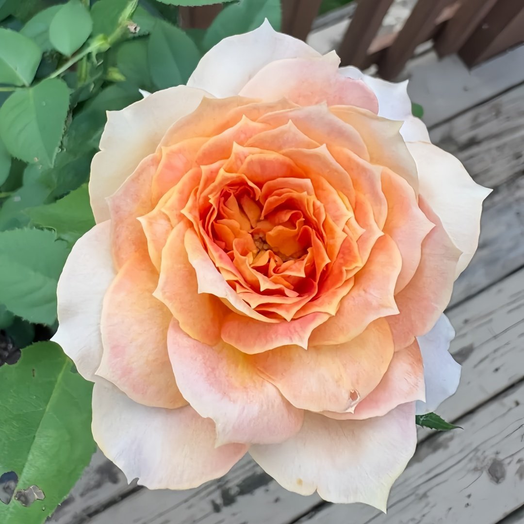 King's Cross Rose Plant｜国王十字架 image 8