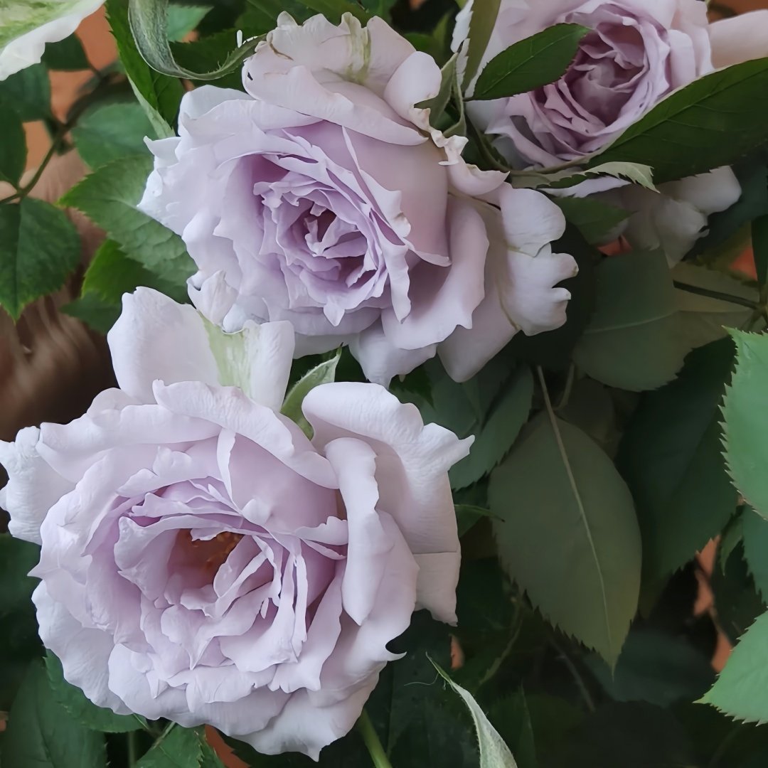 Lucifer Rose Plant｜路西法 image 6