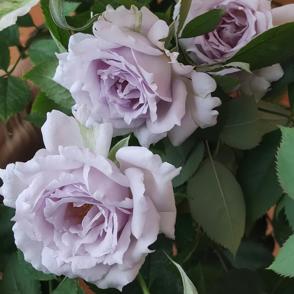 Lucifer Rose Plant｜路西法 image 6