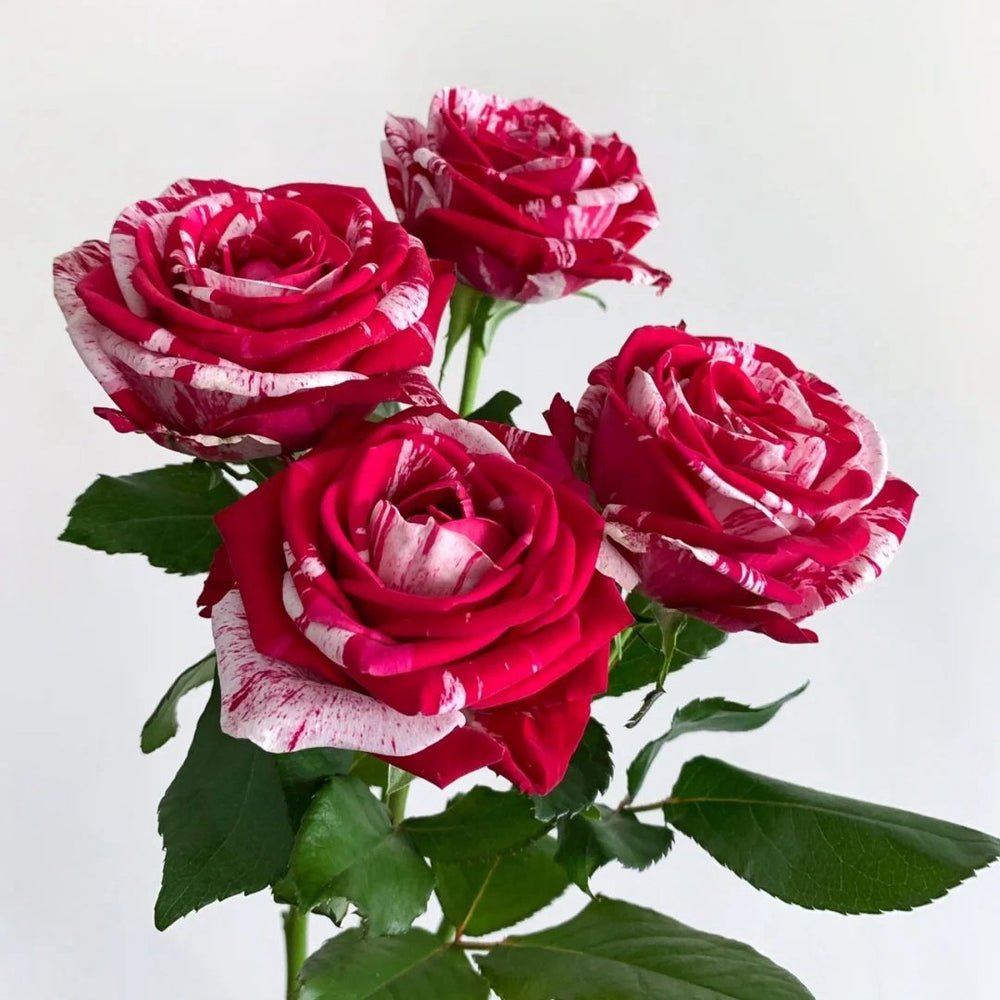 Aquarius Rose Plant | 水瓶座 image 6