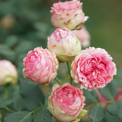 First Lady Rose Plant|第一夫人 image 2