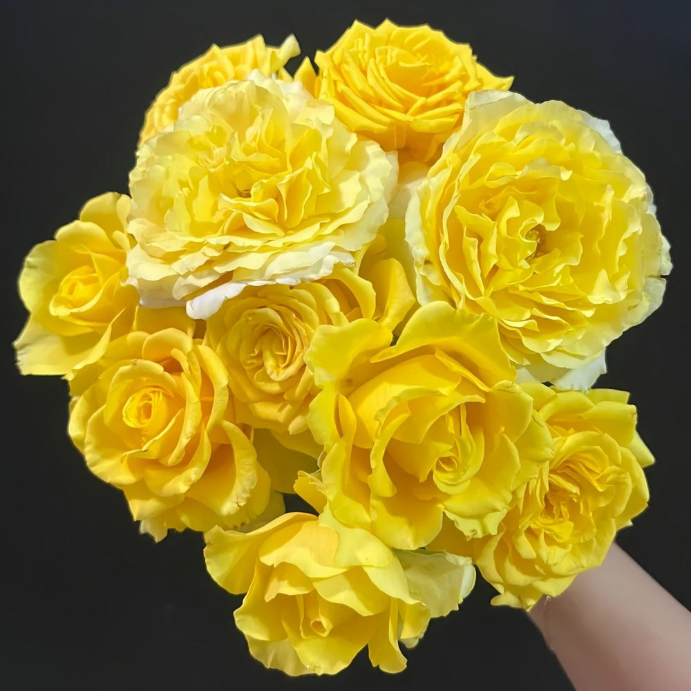 Shell Rose Plant｜贝壳 image 0