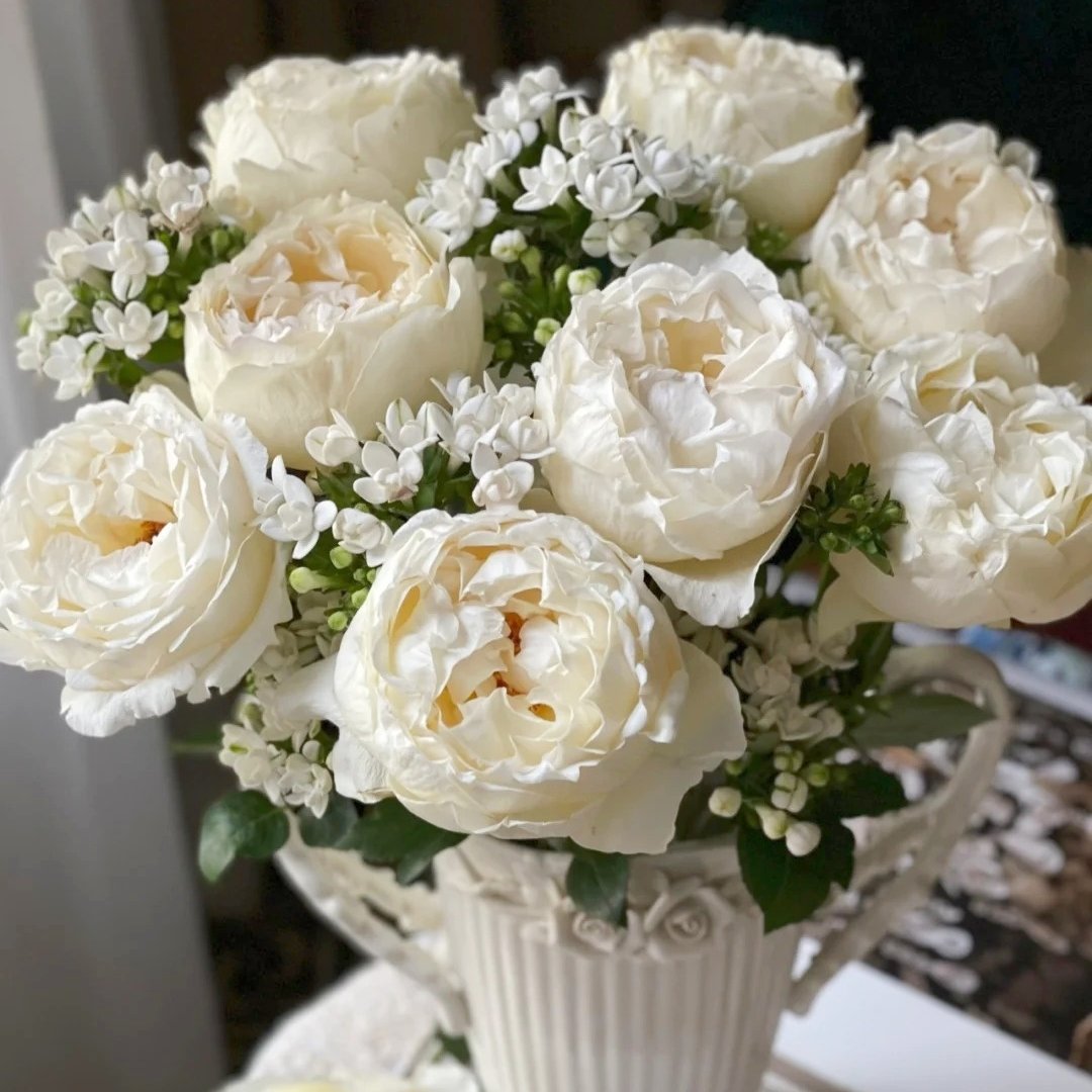 Cream Yves Piaget Rose Plant | 奶油伊芙伯爵 image 5