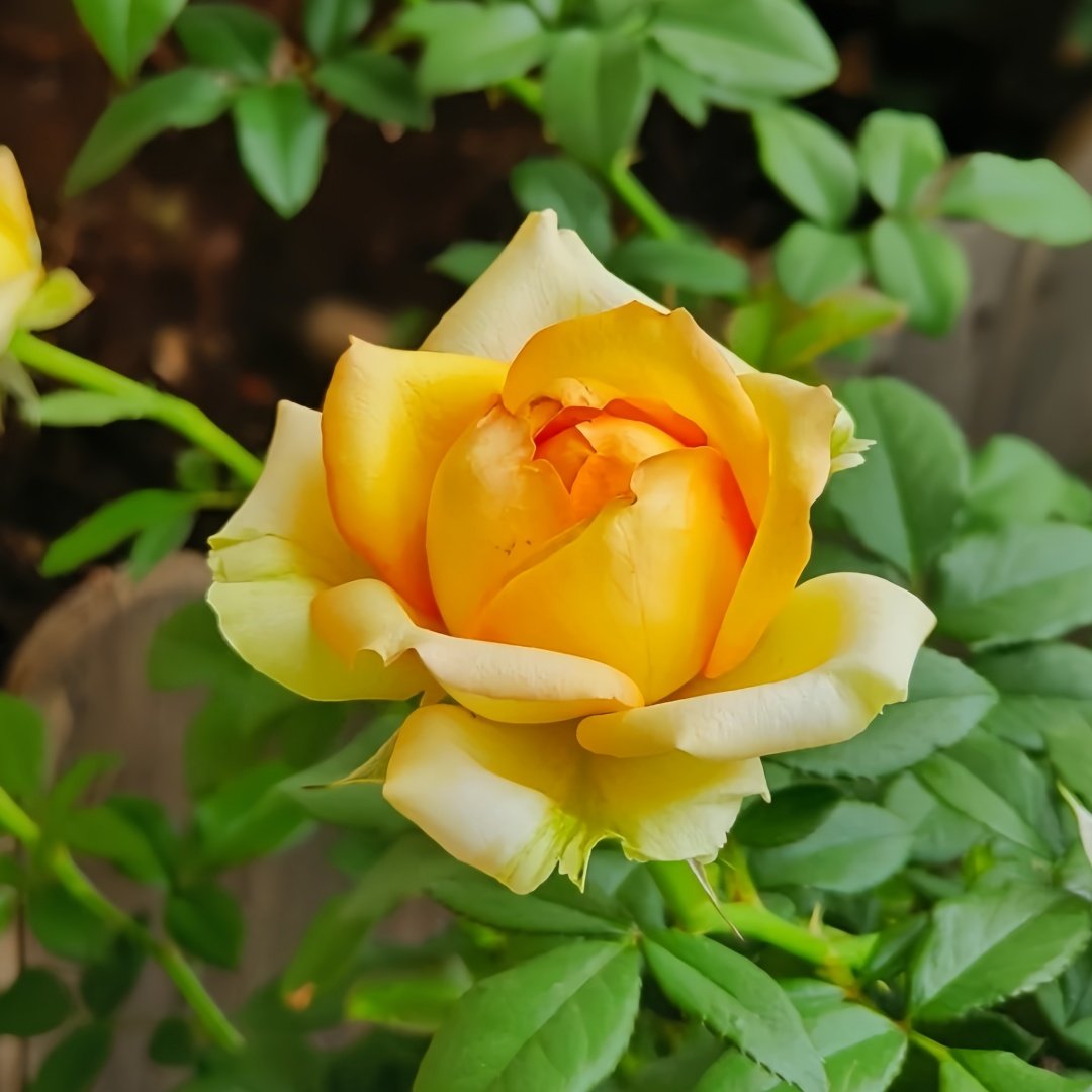 Cote d'or Rose Plant｜金丘 image 1