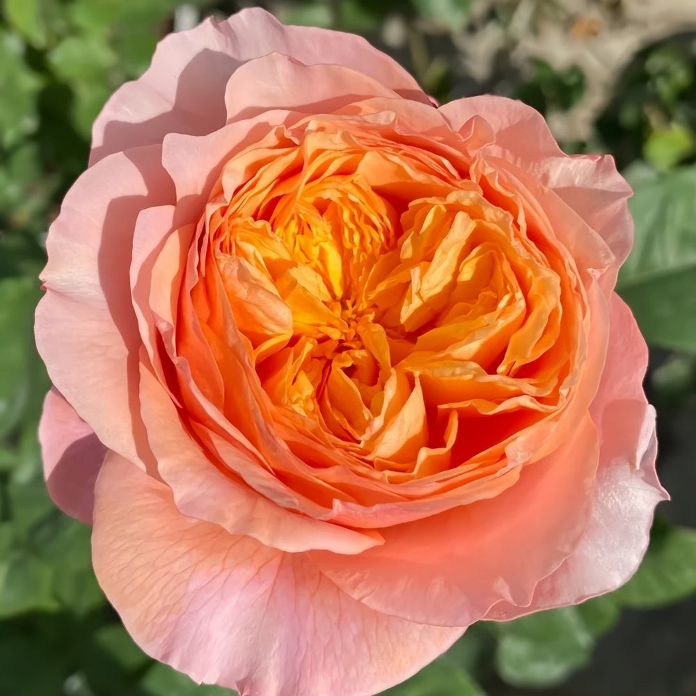 Victoria's secret Rose Plant|维多利亚的秘密 image 7