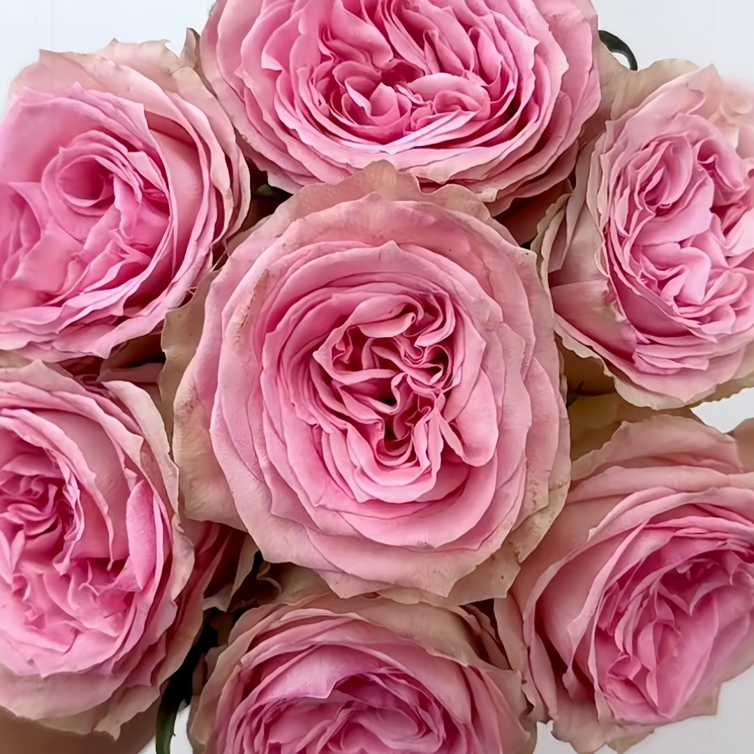 Sweet Elegance Rose Plant|甜蜜高雅 image 1