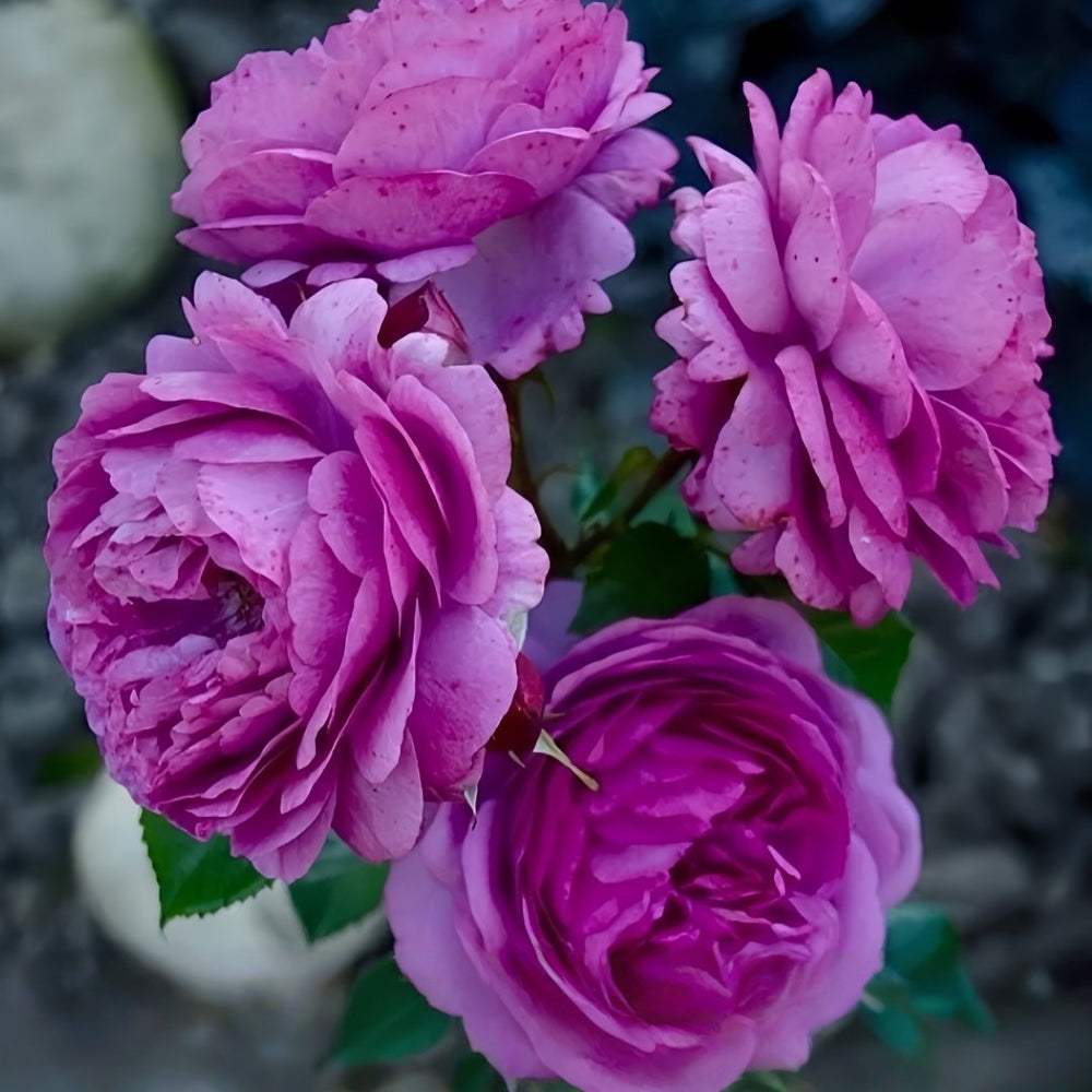 Thelma Rose Plant|塞尔玛 image 4