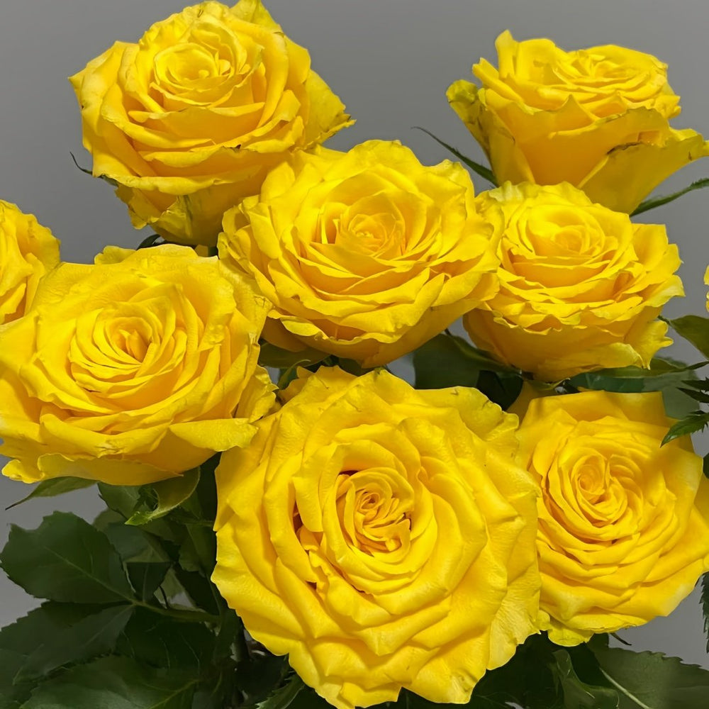 Yellow Breeze Rose Plant｜黄色布雷茨 image 3