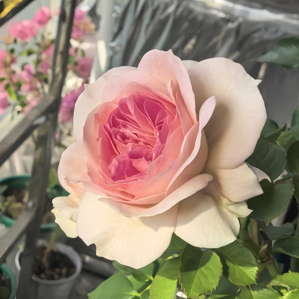 J'adore Rose Plant｜真我 image 2