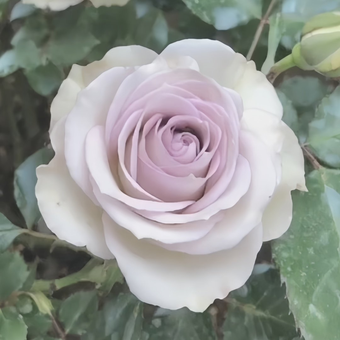 Silver Rain Rose Plant|银雨 image 1