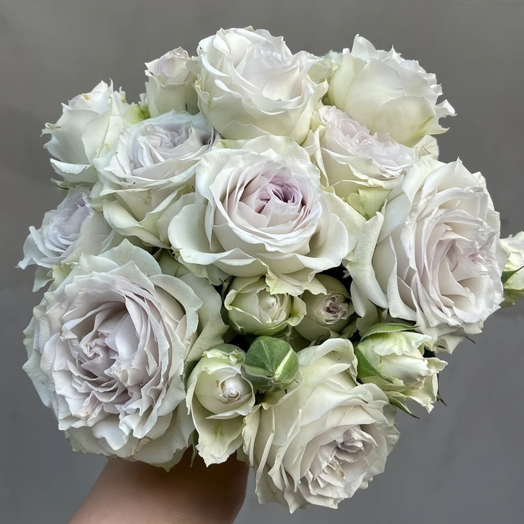 Silver Rain Rose Plant|银雨 image 0