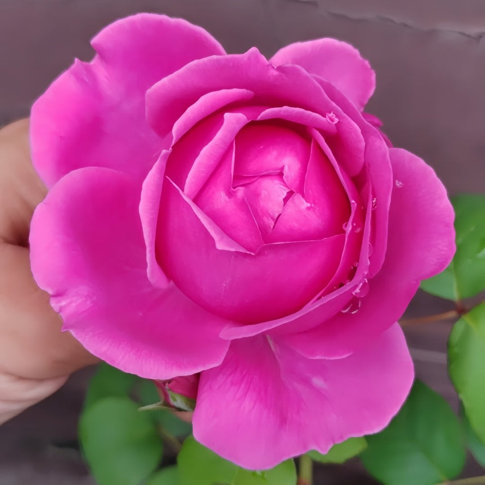 M-Nostalgic Elegance Rose Plant｜怀旧优雅 image 8