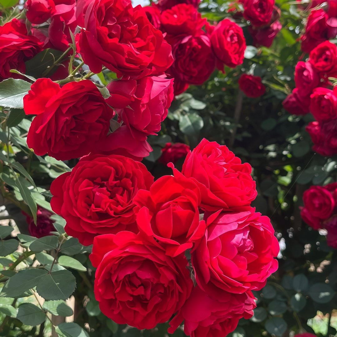 Florentina Rose Plant｜弗洛伦蒂娜 image 7
