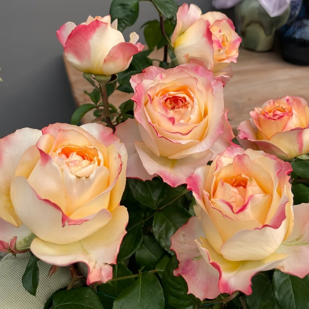 Poetica Rose Plant|诗歌 image 9