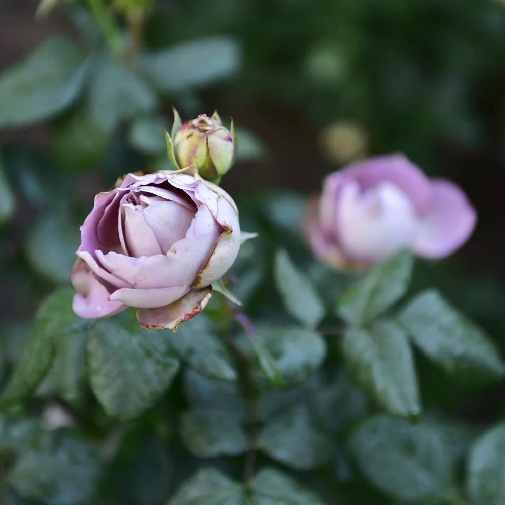 Solfa Rose Plant|索尔法 image 2