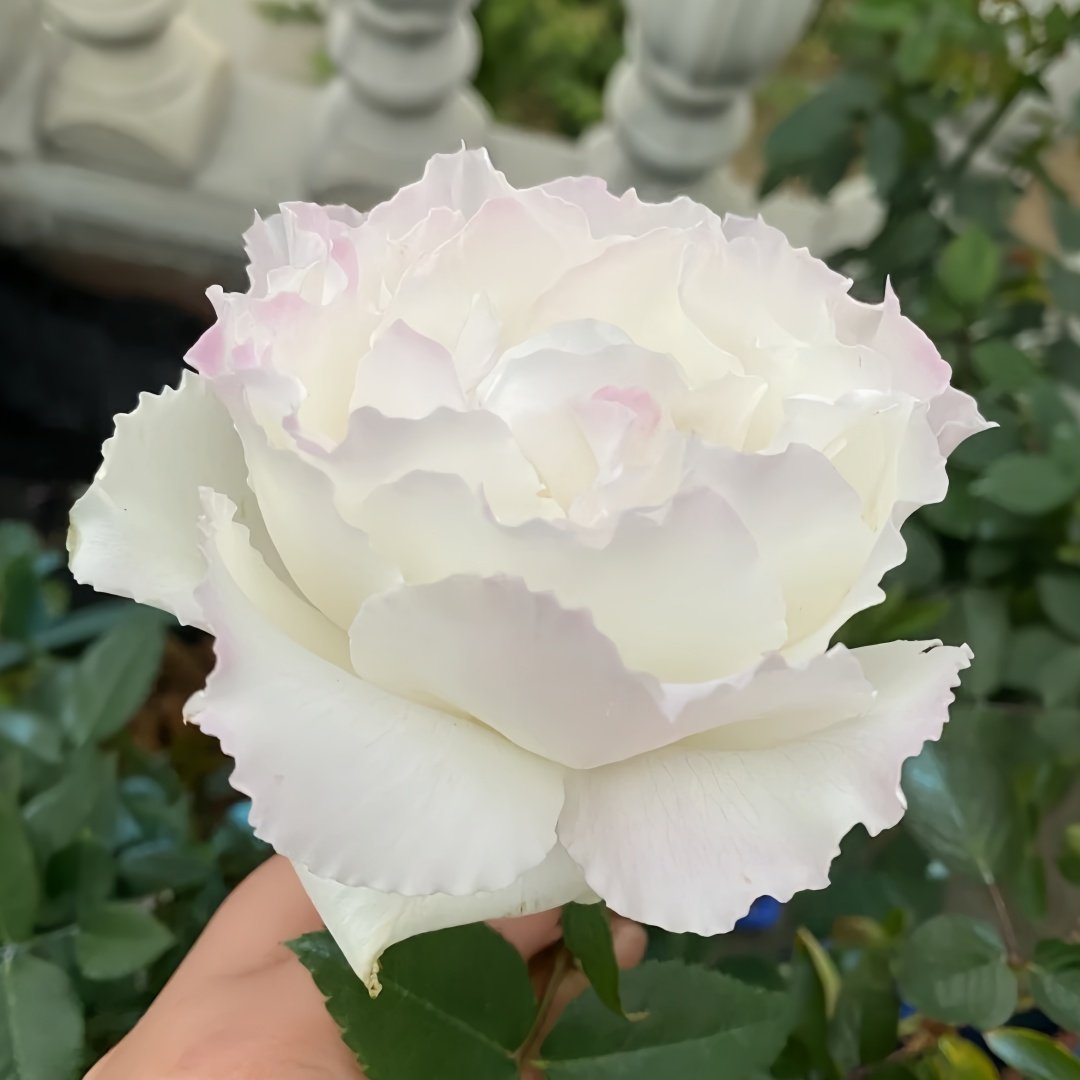 Le Blanc Rose Plant|乐柏/勒布朗 image 5