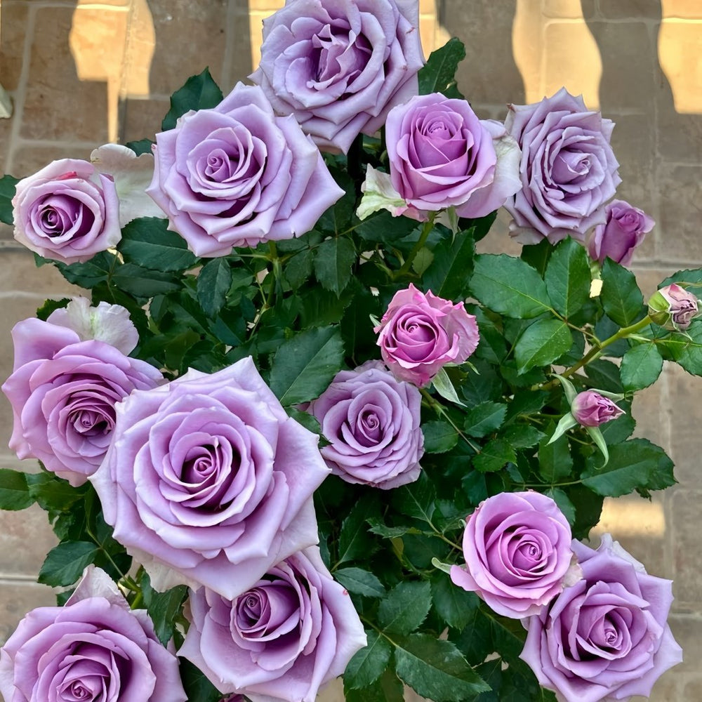 Nightingale Rose Plant｜紫霞仙子 image 8