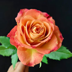 Gypsy Curiosa Rose Plant｜吉普赛猎奇 image 1