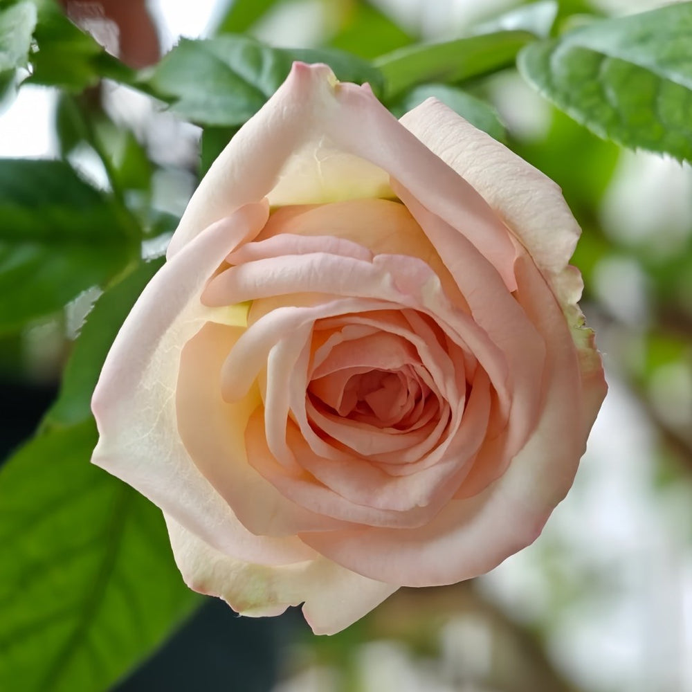 Athena Rose Plant|雅典娜 image 2