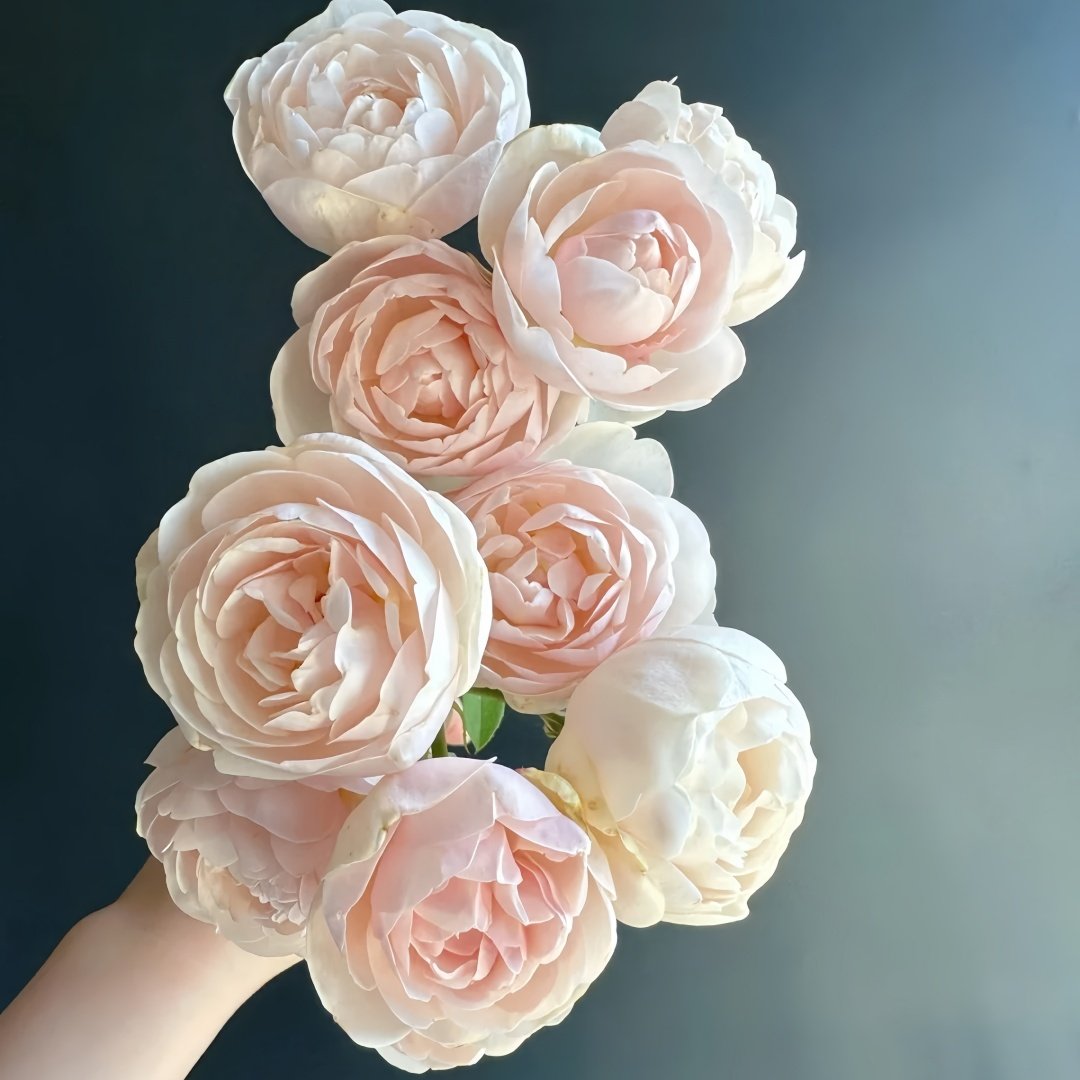 Vichy Rose Plant｜维希 image 3