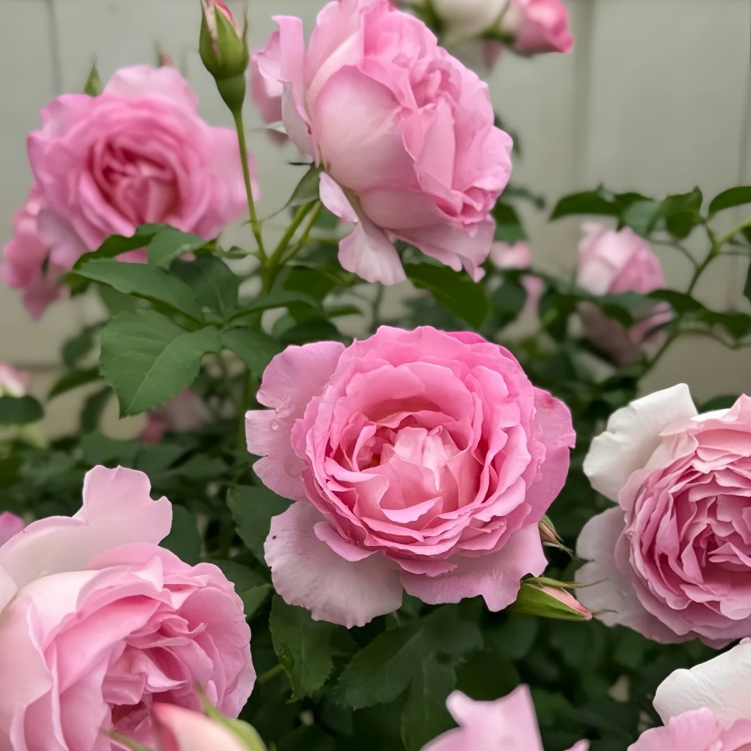 Rien Rose Plant｜河本绊 image 6