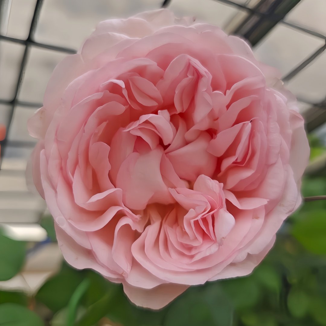 Violino Riche Rose Plant|风采小提琴 image 5