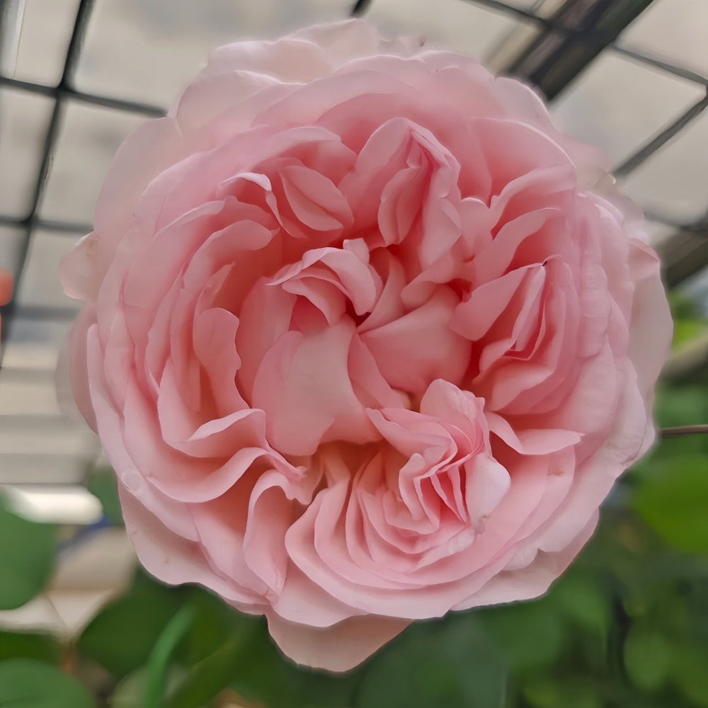 Violino Riche Rose Plant|风采小提琴 image 5