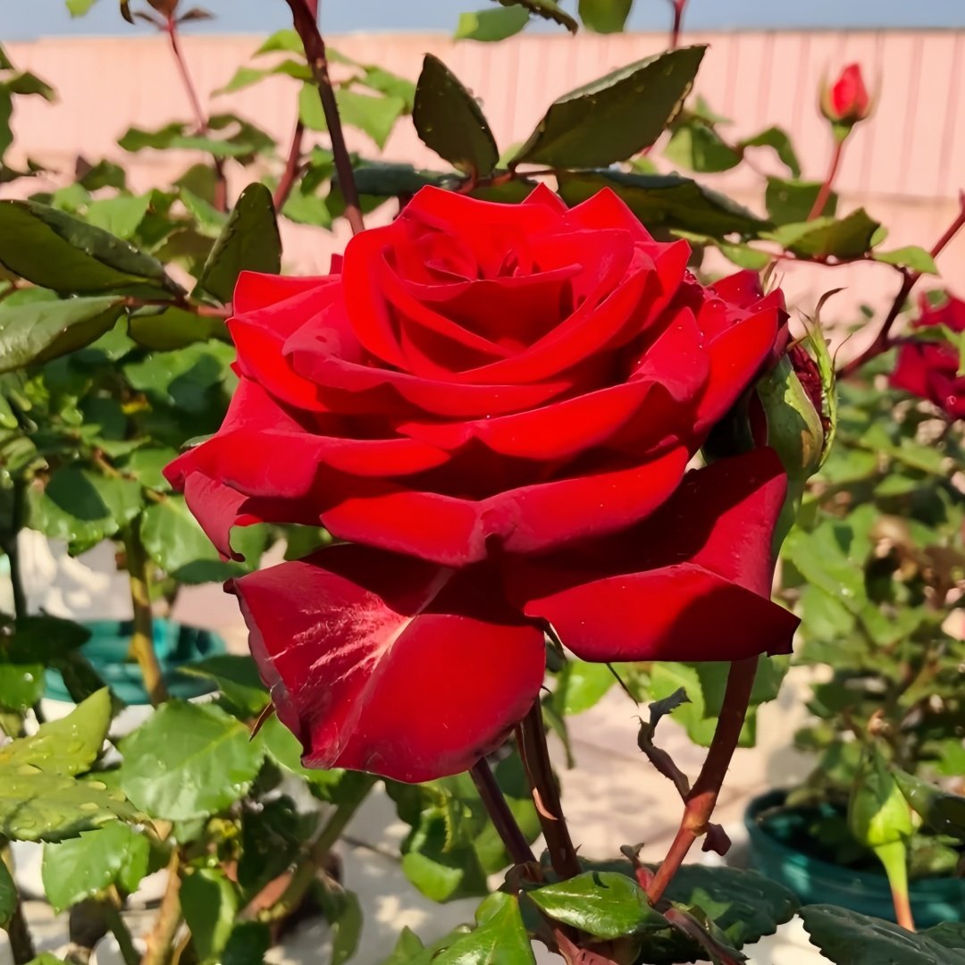 Plateau Red Rose Plant｜高原红 image 6