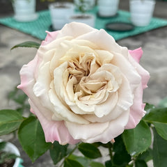 Westminster Abbey Rose Plant｜威斯敏特大教堂 image 1