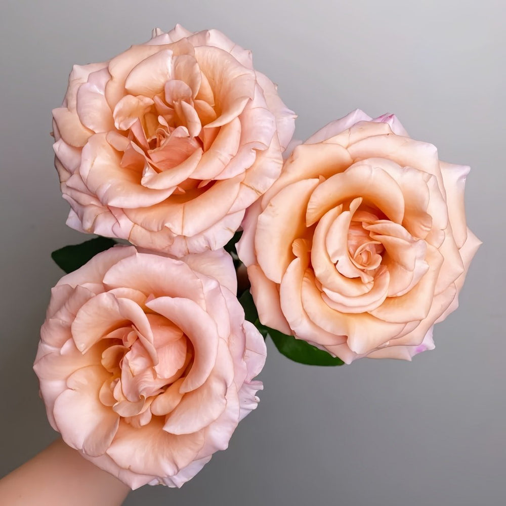 RP Moab Rose Plant | 莫泊 image 1