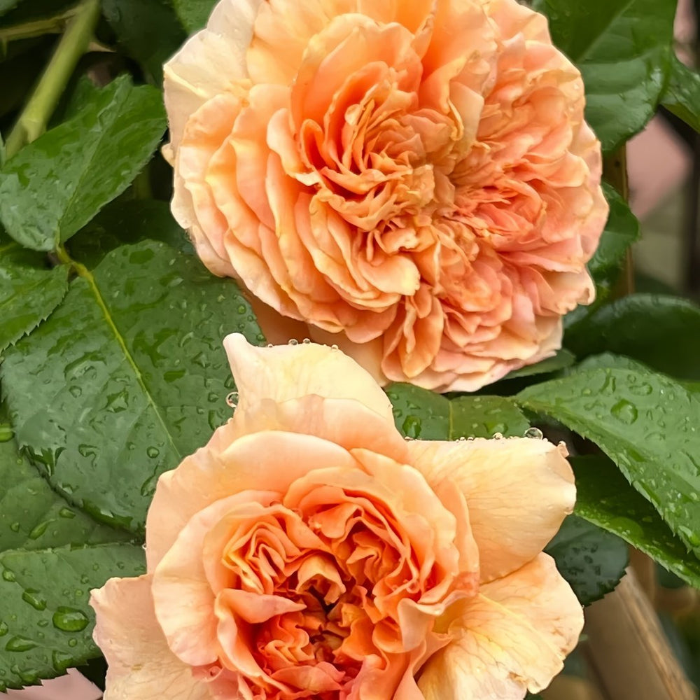 Belle d’Anjou Rose Plant｜安茹美人 image 8
