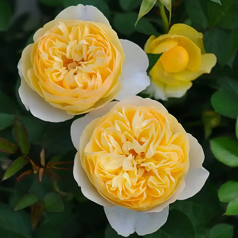 Luciole Rose Plant|萤火虫/路西欧 image 3