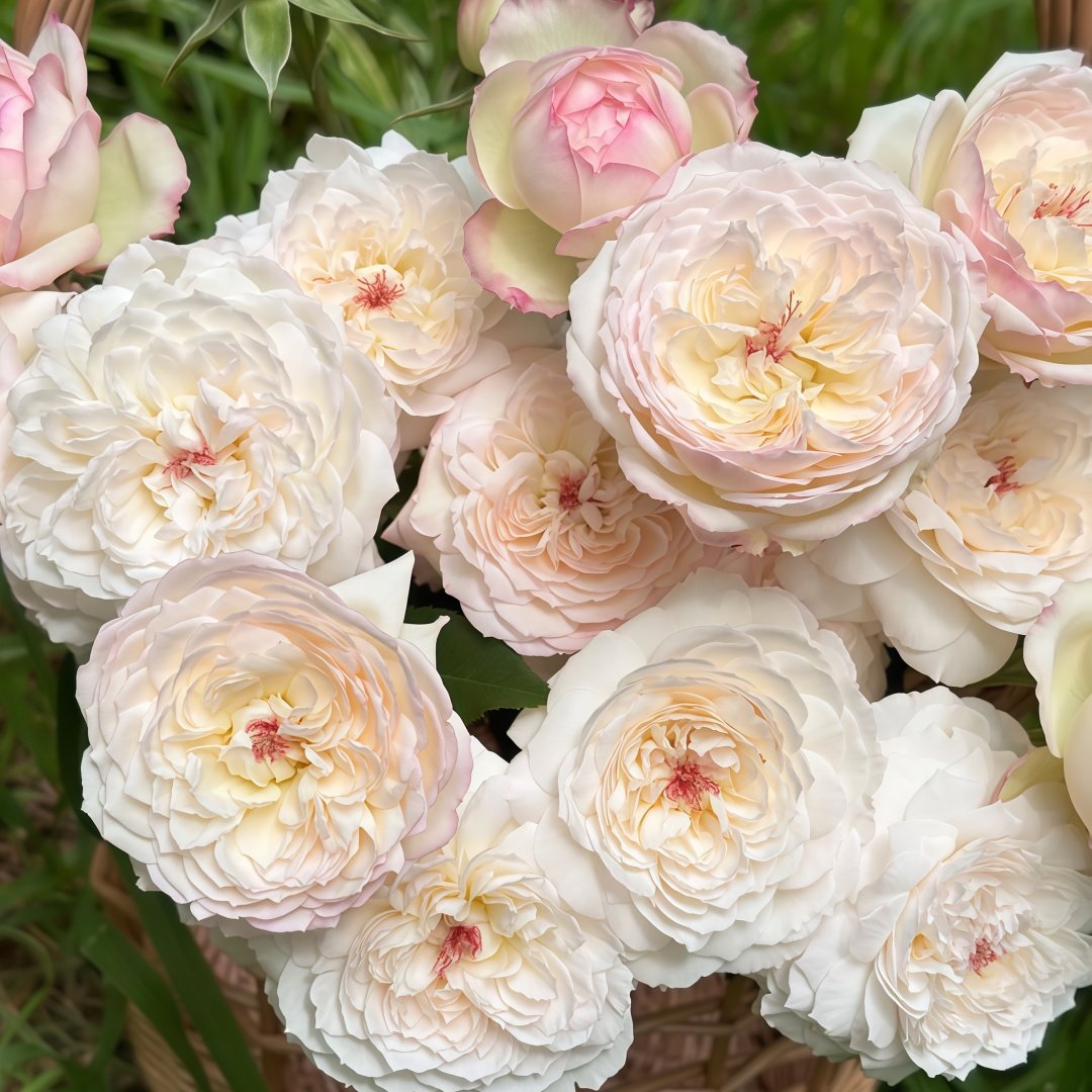 Savon Rose Plant|肥皂 image 2