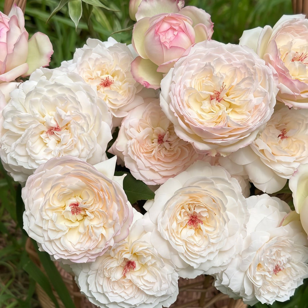 Savon Rose Plant|肥皂 image 2