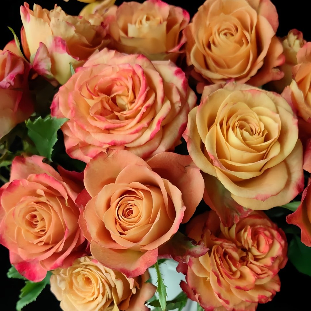 Gypsy Curiosa Rose Plant｜吉普赛猎奇 image 7