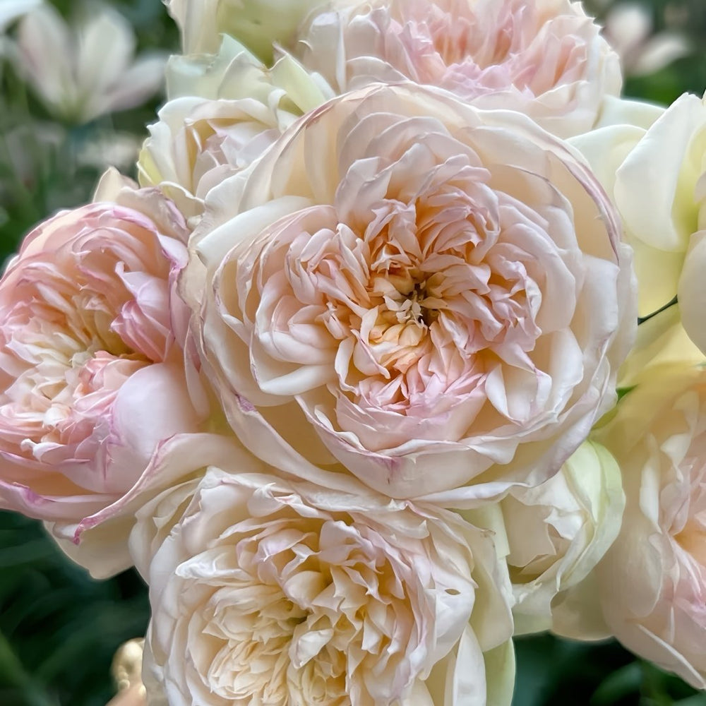 The Scientist Rose Plant|科学家 image 5