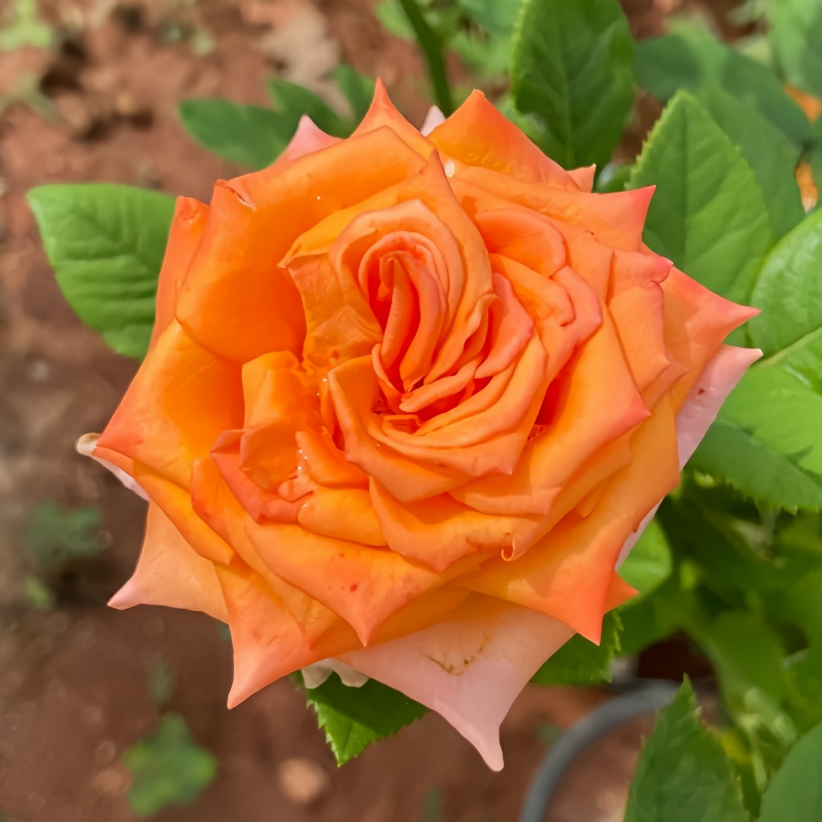 Diya's Fire Rose Plant|热情似火 image 2