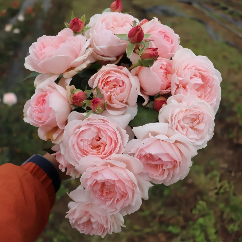Yves Wishing Rose Plant|伊芙心愿 image 5