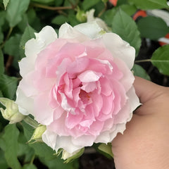 Shalimar Rose Plant｜夏莉玛 image 2