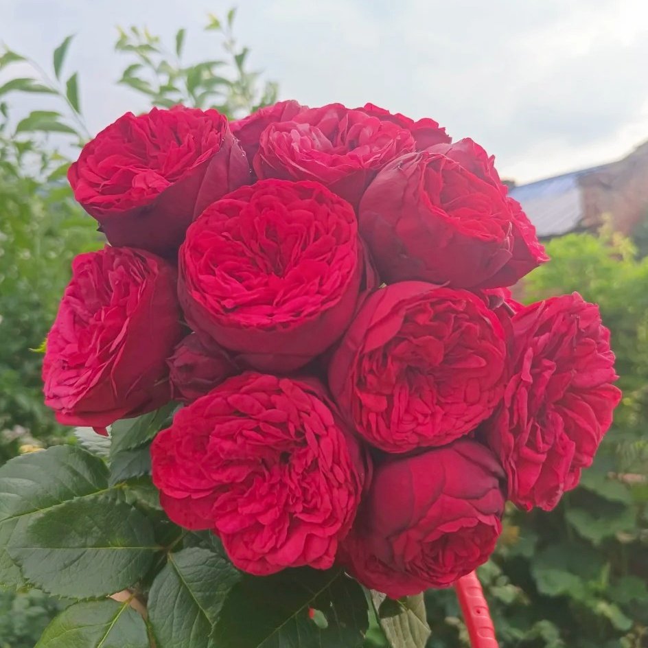 Piano Rose Plant| 红钢琴 image 2