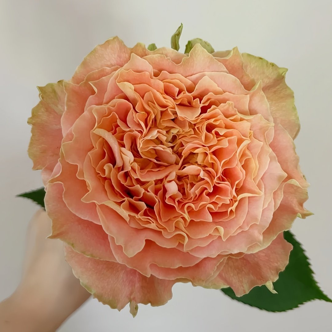 Country Spirit Louise Rose Plant｜乡村路易斯 image 0