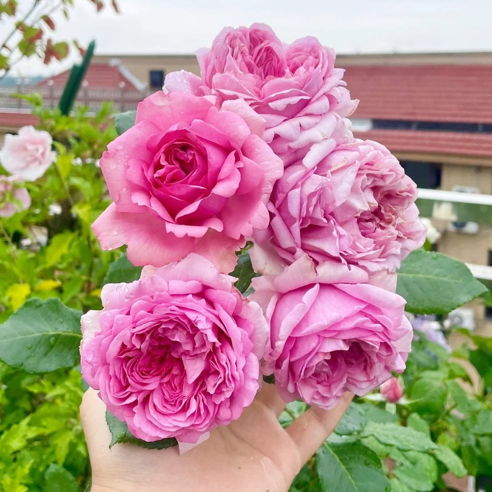 Pompadour Rose Plant｜庞巴度 image 4